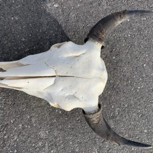 White Buffalo Skull